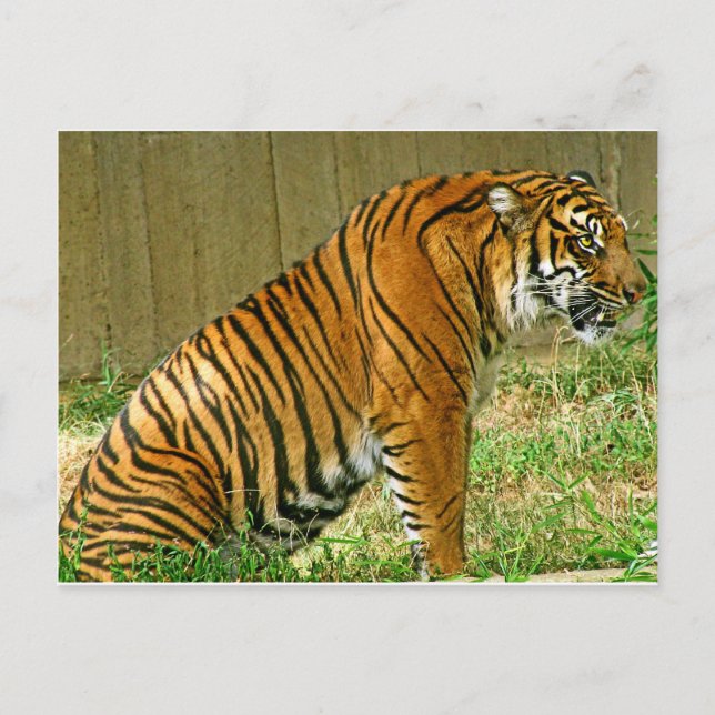 Carte Postale Tigre de fer (Devant)