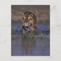 Tigre de l'ASIE, Inde marchant par l'eau