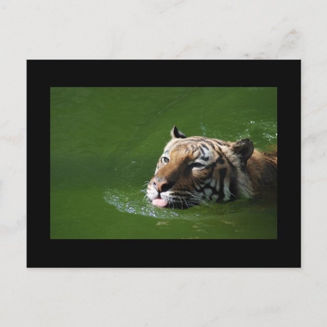 Carte postale Tigre de natation (Devant)