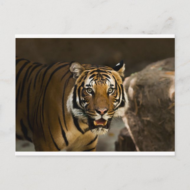 Carte Postale Tigre de Sibérie (Devant)