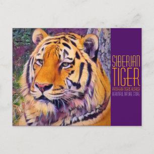 Carte Postale Tigre de Sibérie [Carte postale]