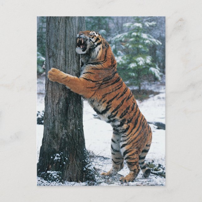 Carte Postale Tigre de Sibérie (Panthera tigris altaica) (Devant)