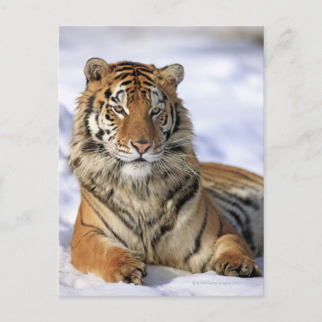 Carte Postale Tigre de Sibérie (Panthera tigris altaica) Asie (Devant)