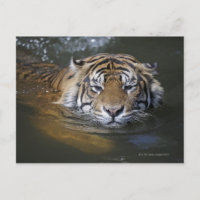 Tigre de Sumatra, Panthera tigris sumatrae