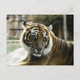 Carte Postale Tigre du Bengale
