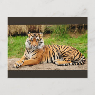 Carte Postale Tigre du Bengale