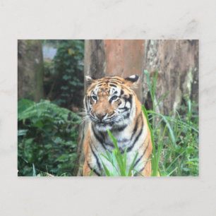 Carte Postale Tigre du Bengale, Inde