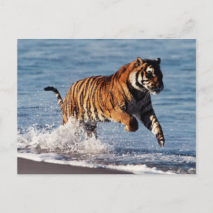 Carte Postale Tigre du Bengale (Panthera Tigris)