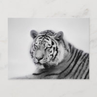 Tigre en noir et blanc