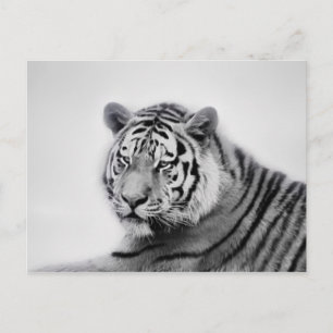 Carte Postale Tigre en noir et blanc