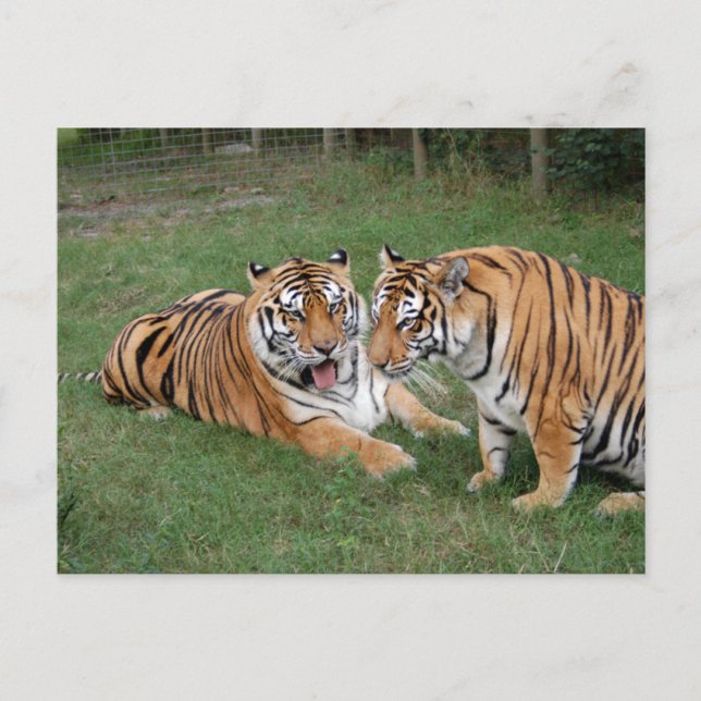 Carte Postale Tigre Friends-009 (Devant)