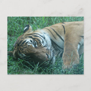 Carte Postale Tigre malaisien
