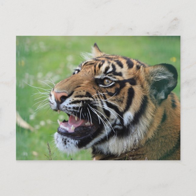 Carte Postale Tigre montrant des dents (Devant)