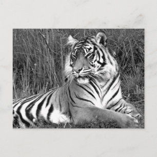 Carte Postale Tigre - noir et blanc
