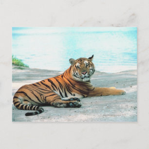 Carte Postale Tigre par rivière