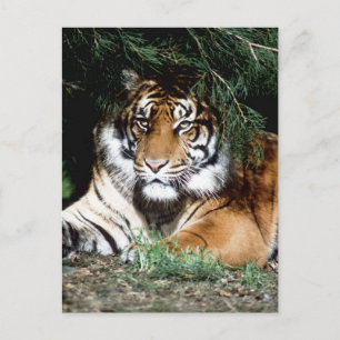Carte Postale Tigre Profitant De L'Ombre