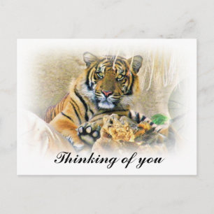 Carte Postale Tigre, Recherche_