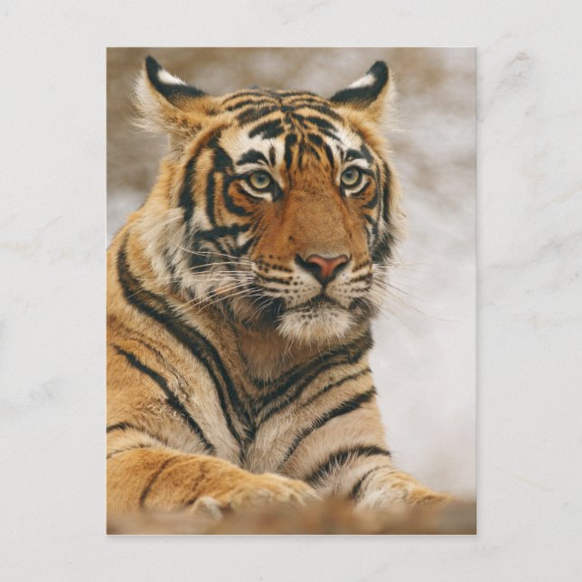Carte Postale Tigre royal du Bengale sur le rocher, Ranthambhor (Devant)