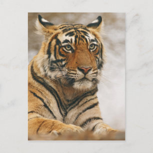 Carte Postale Tigre royal du Bengale sur le rocher, Ranthambhor