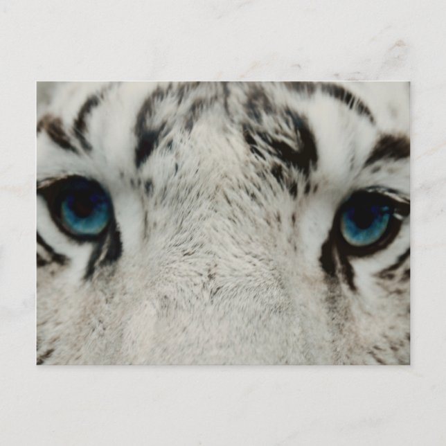Carte Postale Tigre Sibérien Blanc (Devant)