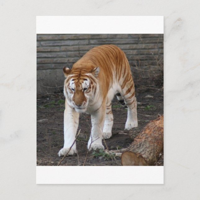 Carte Postale Tigre Tabby D'Or 1 (Devant)