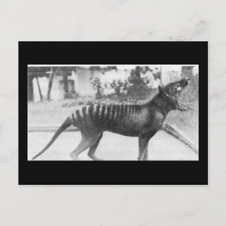Carte Postale tigre tazmanien