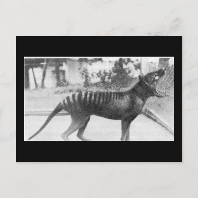 Carte Postale tigre tazmanien (Devant)