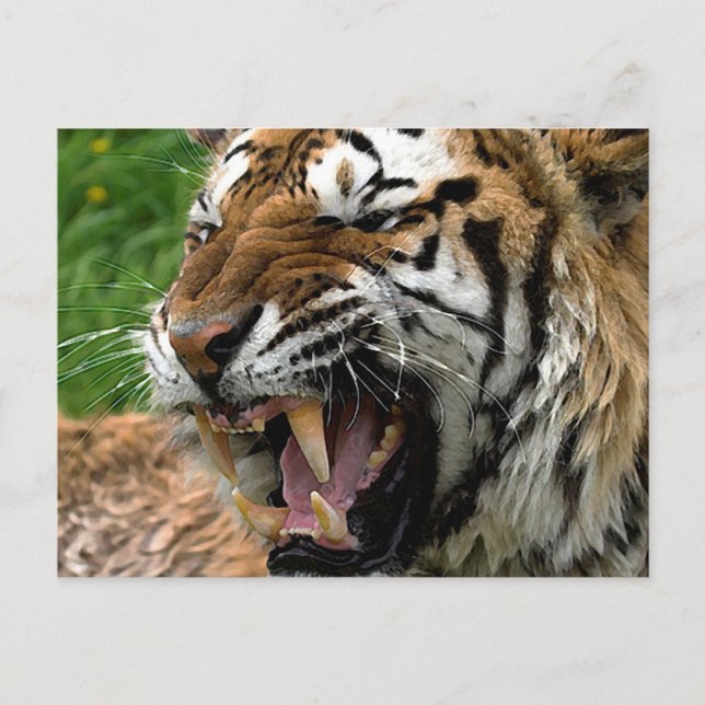 Carte Postale Tigre torride (Devant)