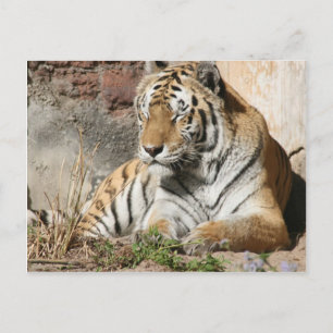 Carte Postale tigre zoo animal sauvage