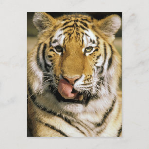 Carte Postale Tigre Zoo du Michigan