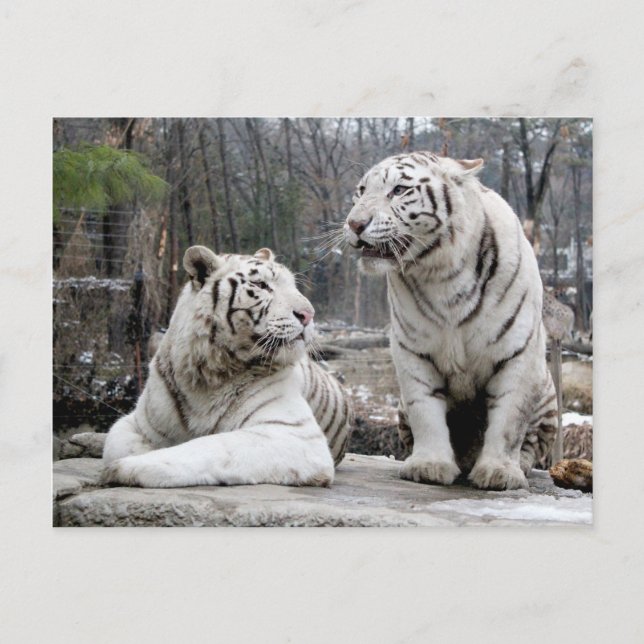 Carte Postale Tigres blancs (Devant)