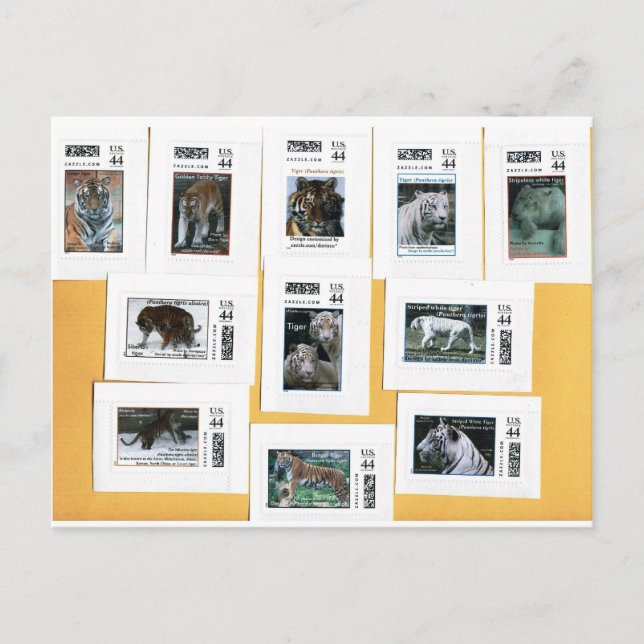 Carte Postale Tigres des 4 couleurs (Devant)