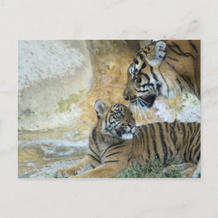 Carte Postale Tigres du Bengale relaxant