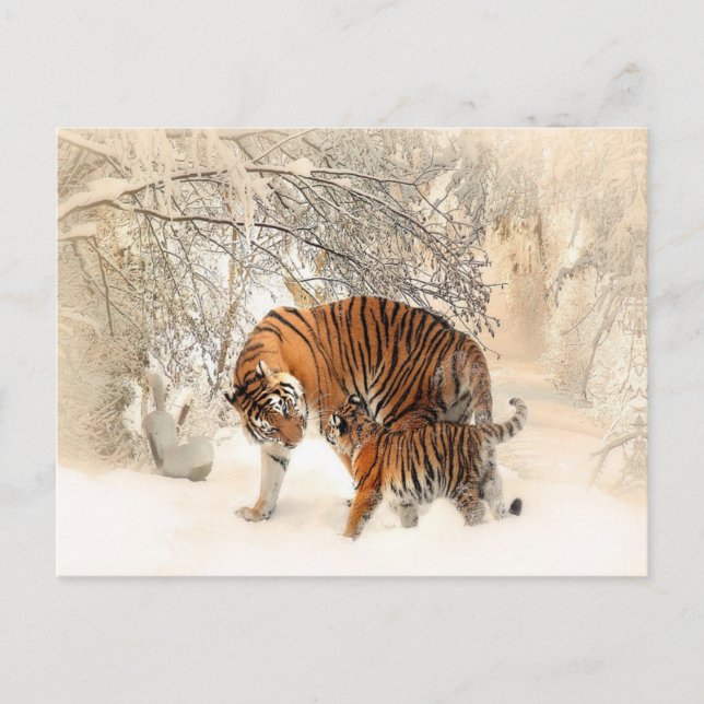 Carte Postale tigres sur neige (Devant)