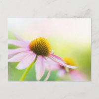 Til Sunbeams Trouvez-Vous