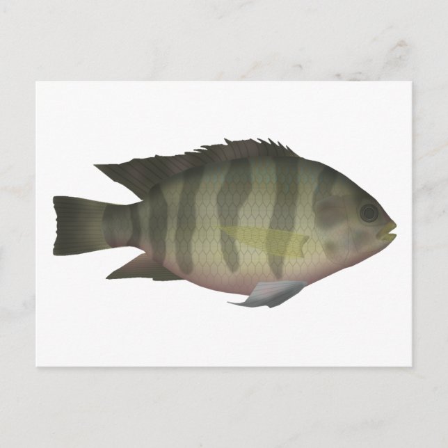 Carte Postale Tilapia ventre rouge (Devant)