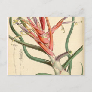 Carte Postale Tillandsia bulbosa