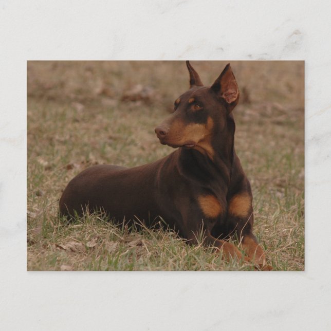 Carte Postale Timbre Postage Doberman (Devant)