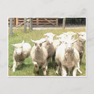 Carte Postale Timpede mouton