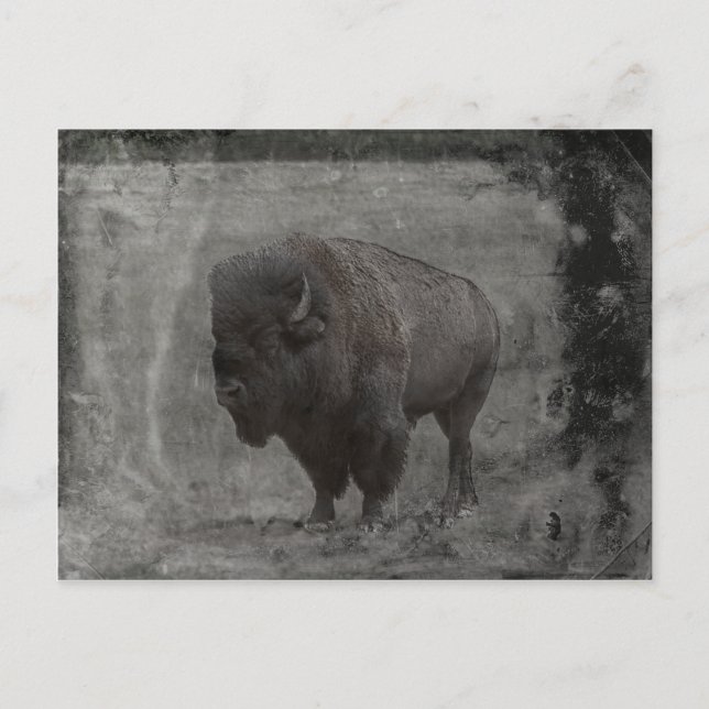 Carte Postale Tintype de Buffalo (Devant)