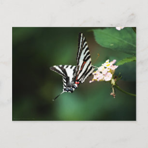 Carte postale Tiny Zebra