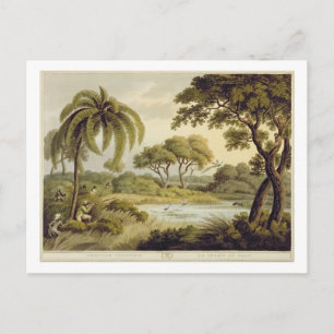 Carte Postale Tir de paon, de "Oriental Field Sports", pu