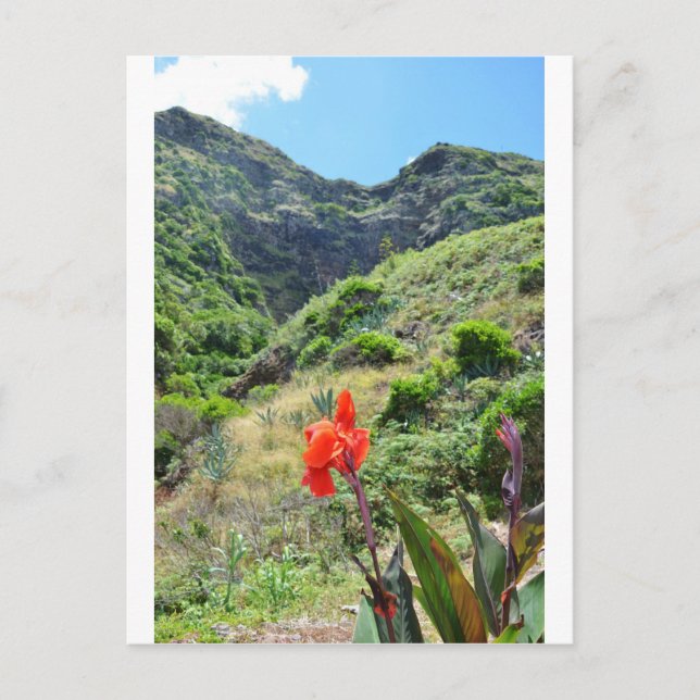 Carte Postale Tir d'un Indien (Canna indica purpurea) (Devant)