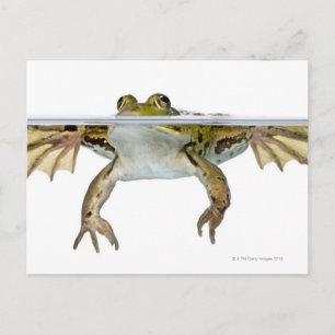 Carte Postale Tir d'une grenouille comestible surfacée devant un