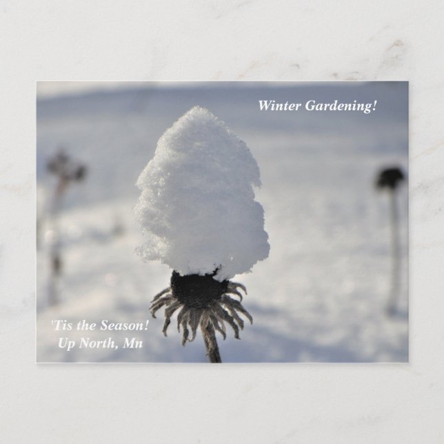 Carte Postale 'Tis Season Winter Garden Up North Holiday (Devant)