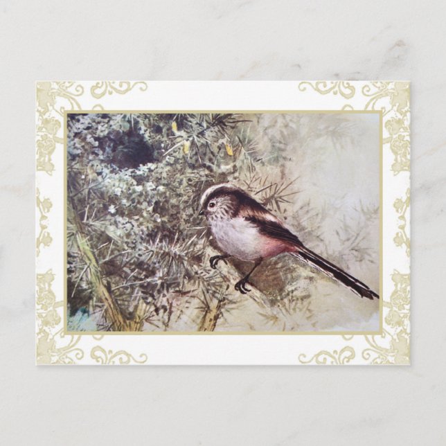 Carte Postale Tit à longue queue (Devant)