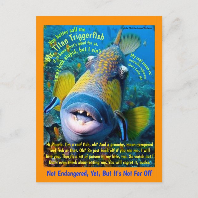 Carte Postale Titan Triggerfish, pour l'enfant, un humour - (Devant)