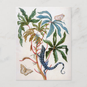 Carte Postale titre inconnu de Maria Sibylla Merian