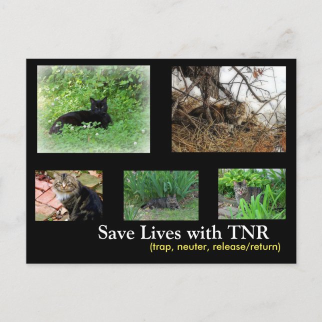 Carte postale TNR feral Cat (Devant)