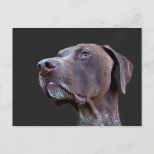 Carte Postale Toby
